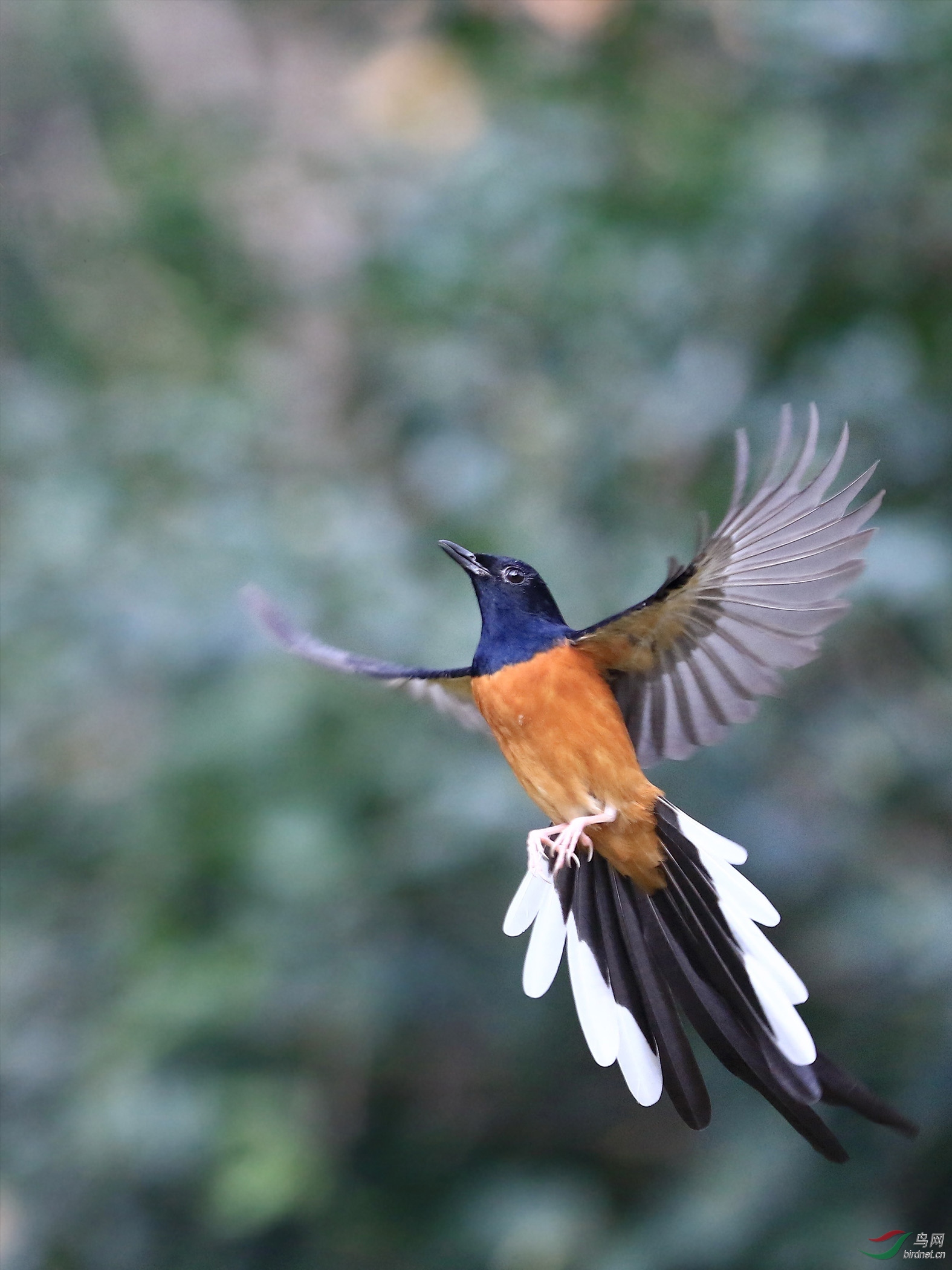 展翅腾飞的白腰鹊鸲