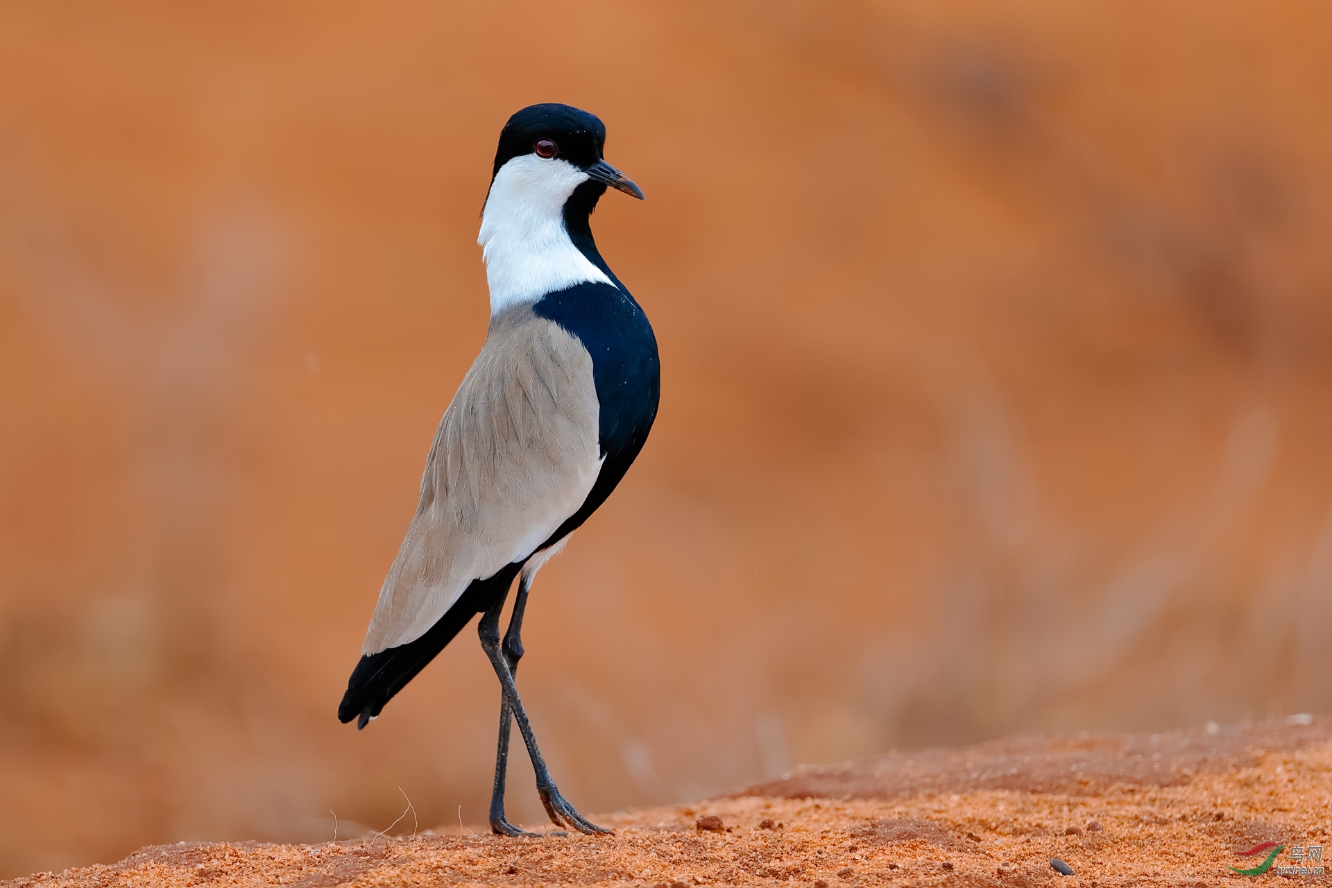 黑胸距翅麦鸡绅士范儿黑胸距翅麦鸡祝贺荣获首页精华