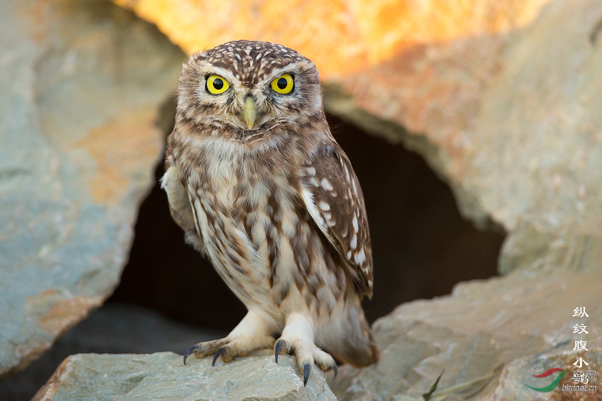 原画幅纵纹腹小鸮