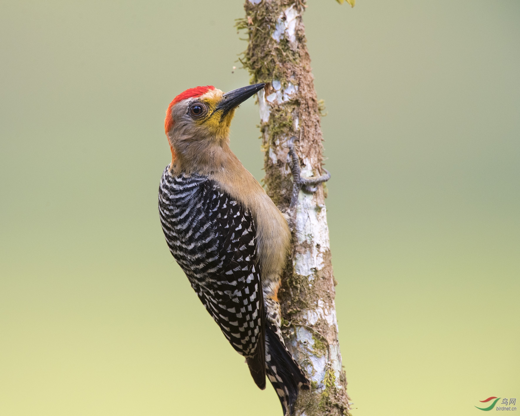 红冠啄木鸟