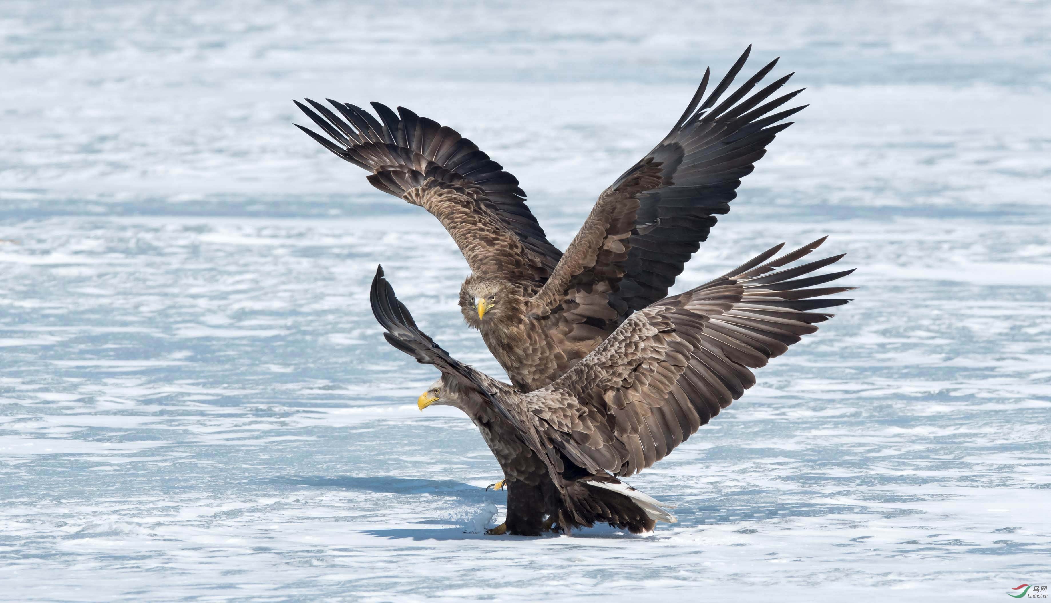 白尾海雕争斗的白尾海雕