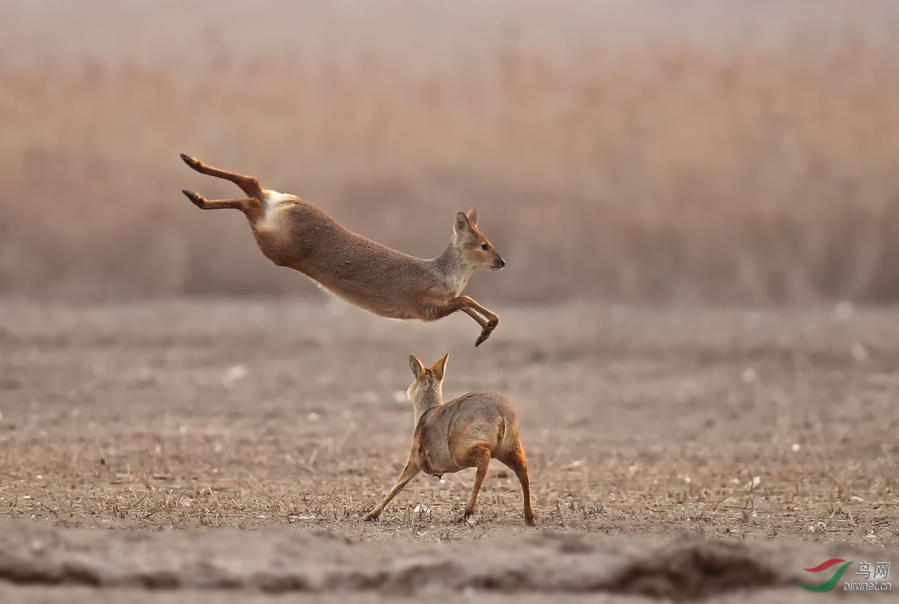 嬉闹的牙獐祝贺荣获动物精华