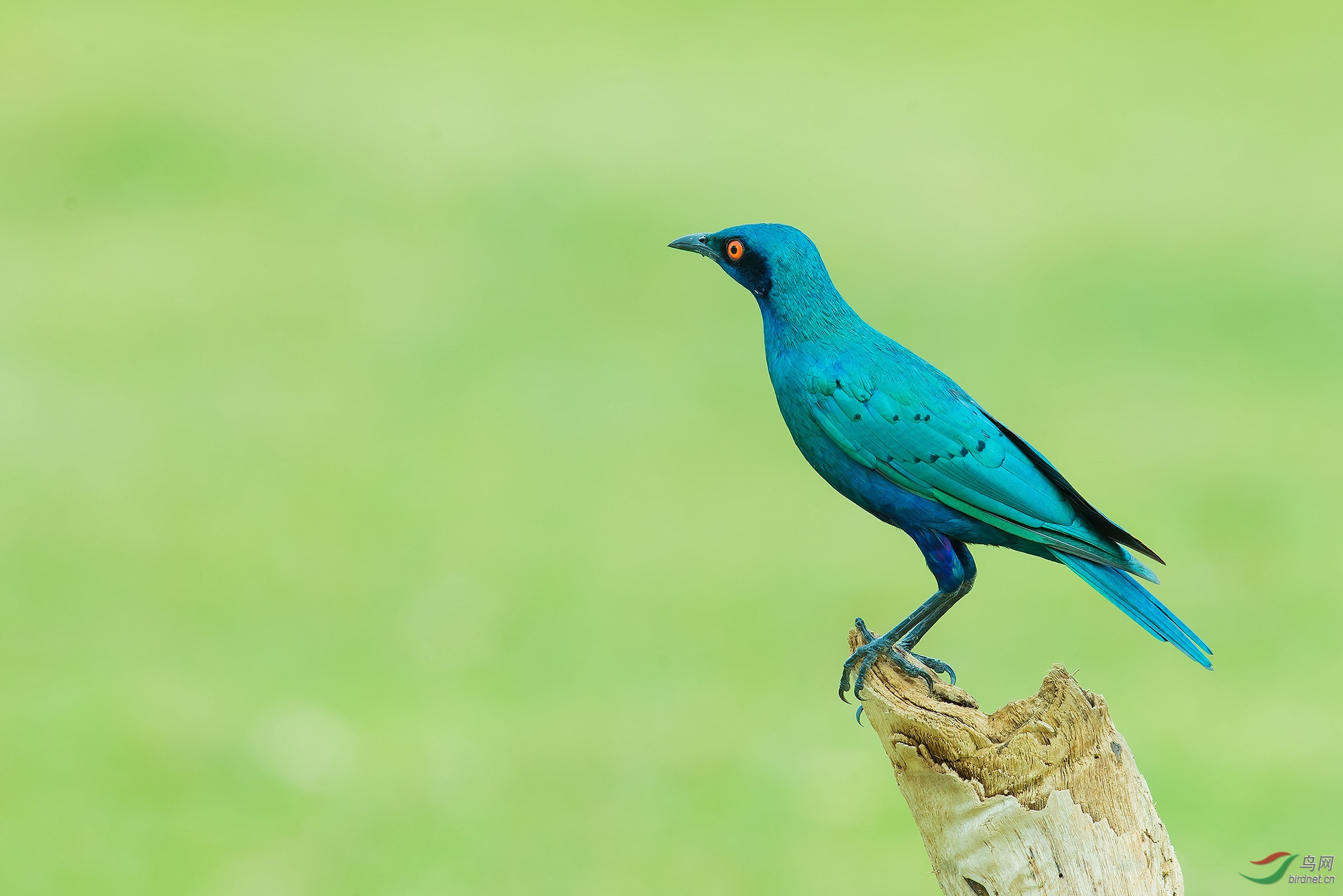 蓝耳丽椋鸟蓝耳丽椋鸟