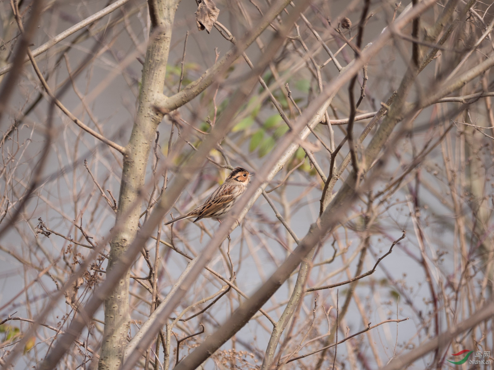 P1088373-2.jpg
