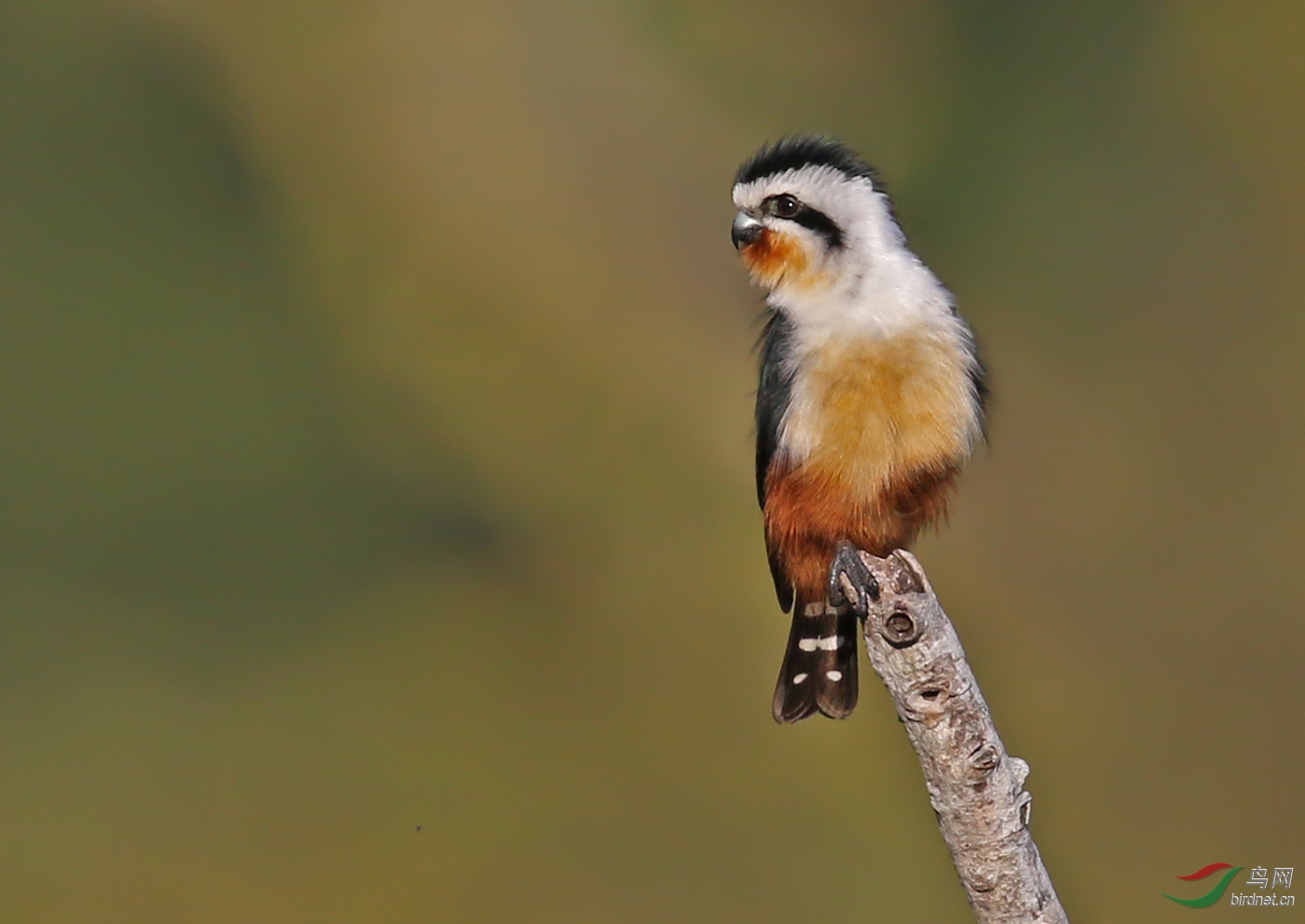 萌萌的红腿小隼