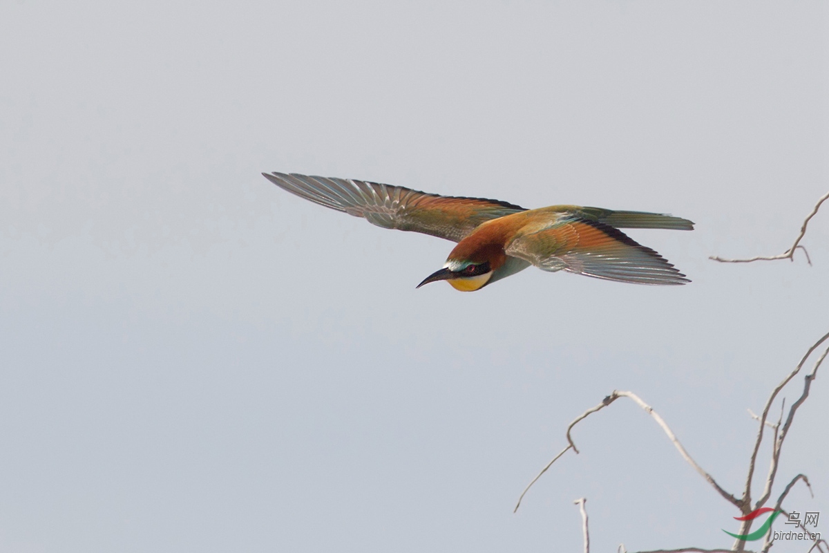 飞来飞去的黄喉蜂虎