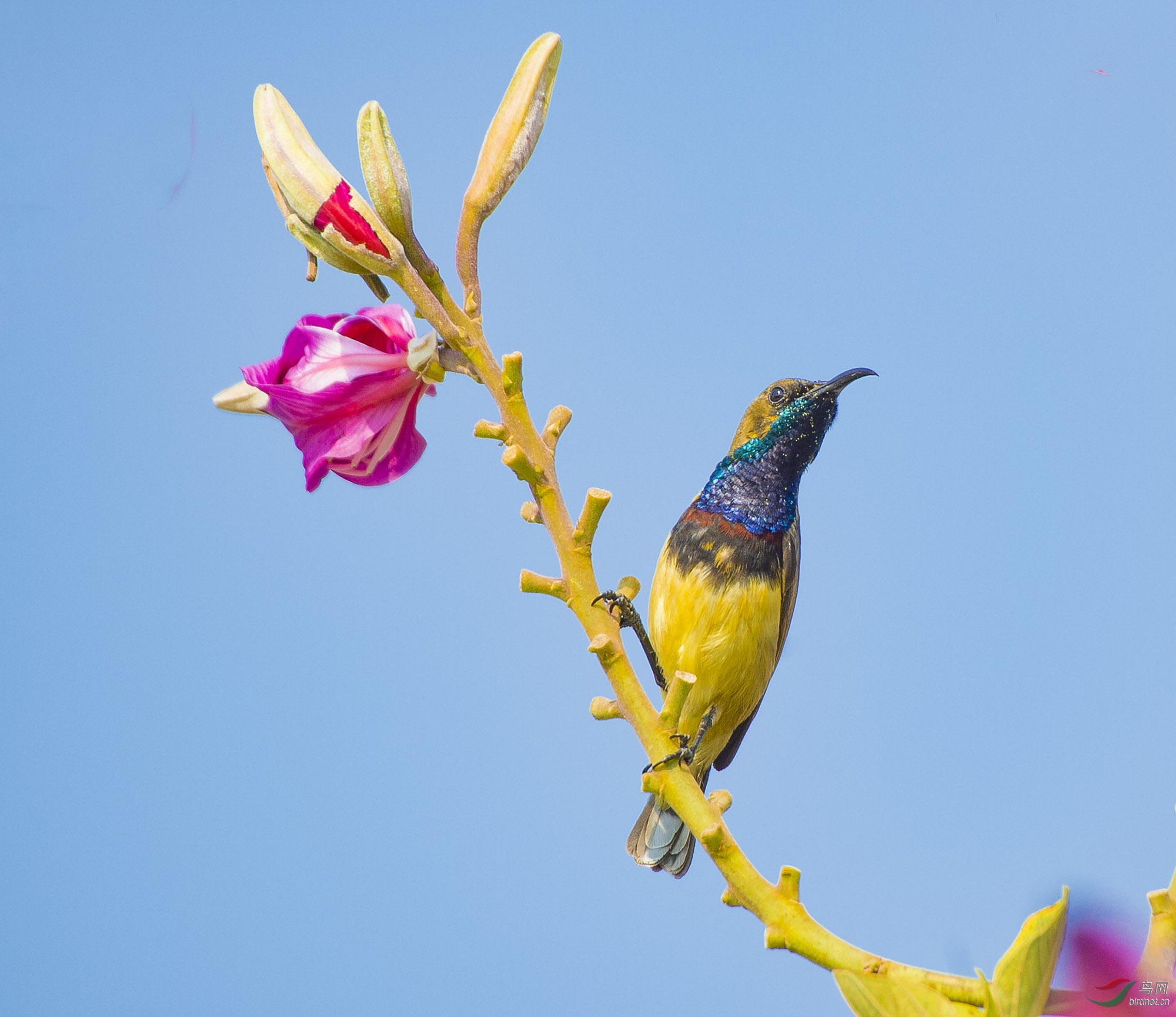 dsc_7651--雄性花蜜鳥.jpg