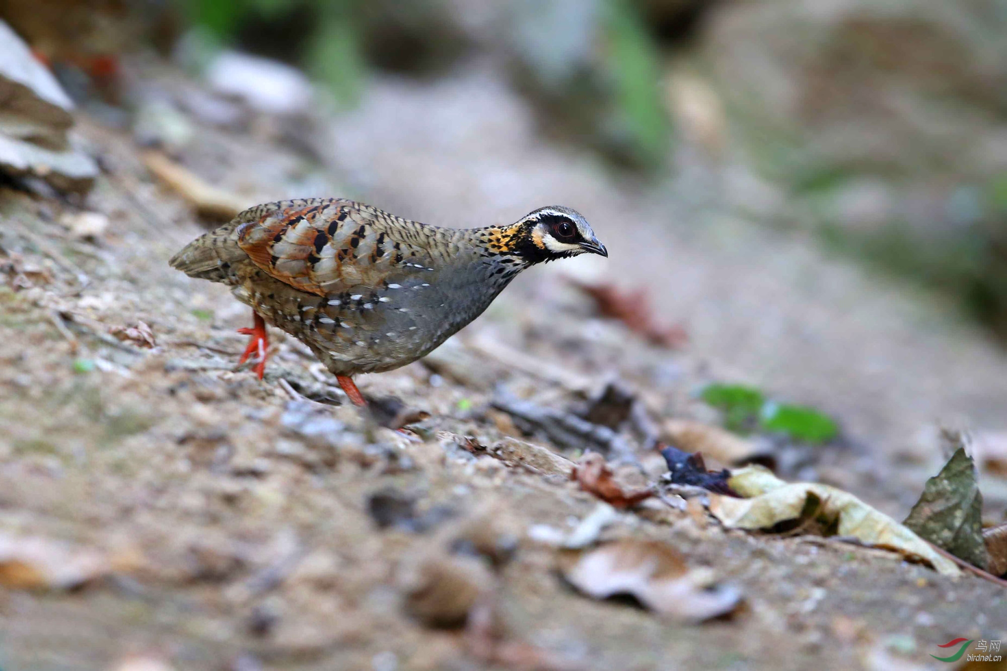 白颊山鹧鸪【3】