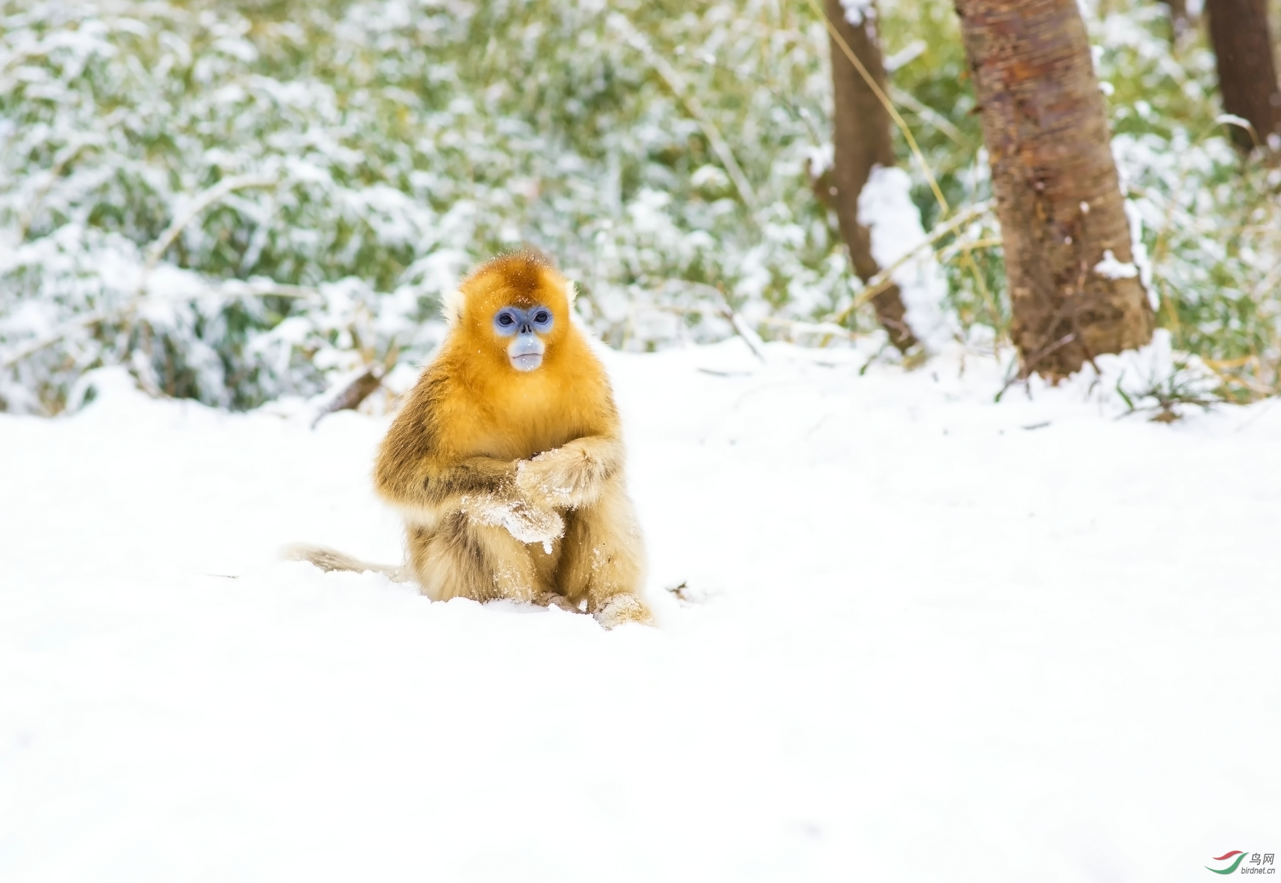 雪地金丝猴