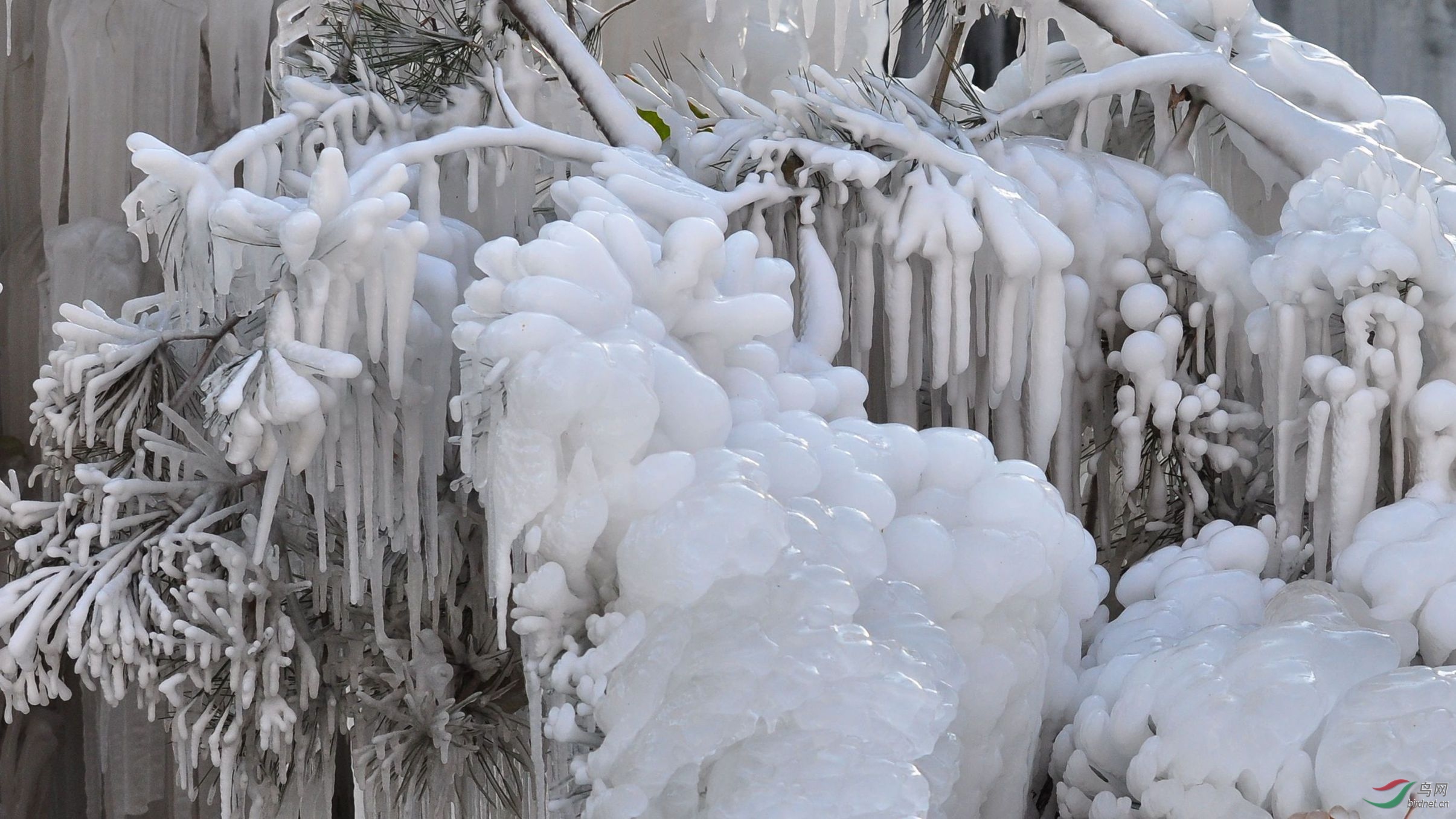 冰挂松枝