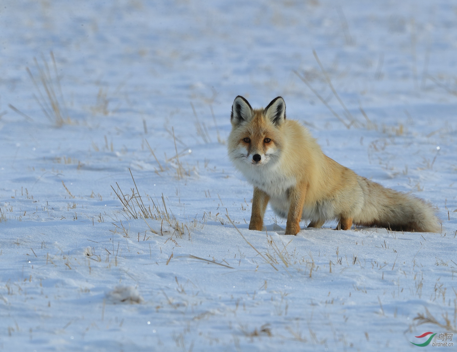 雪中的赤狐