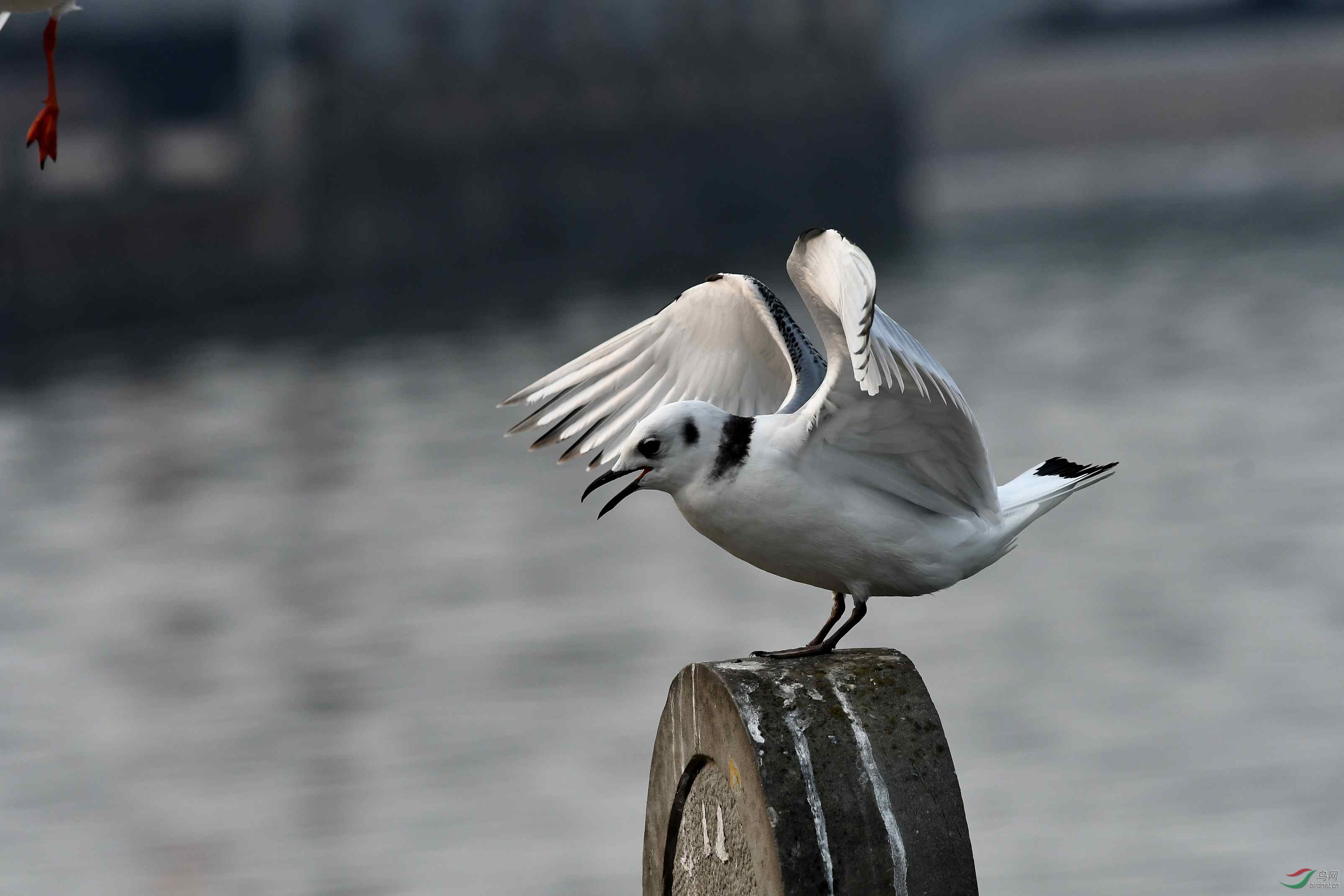 稀客一一三趾鸥展翅
