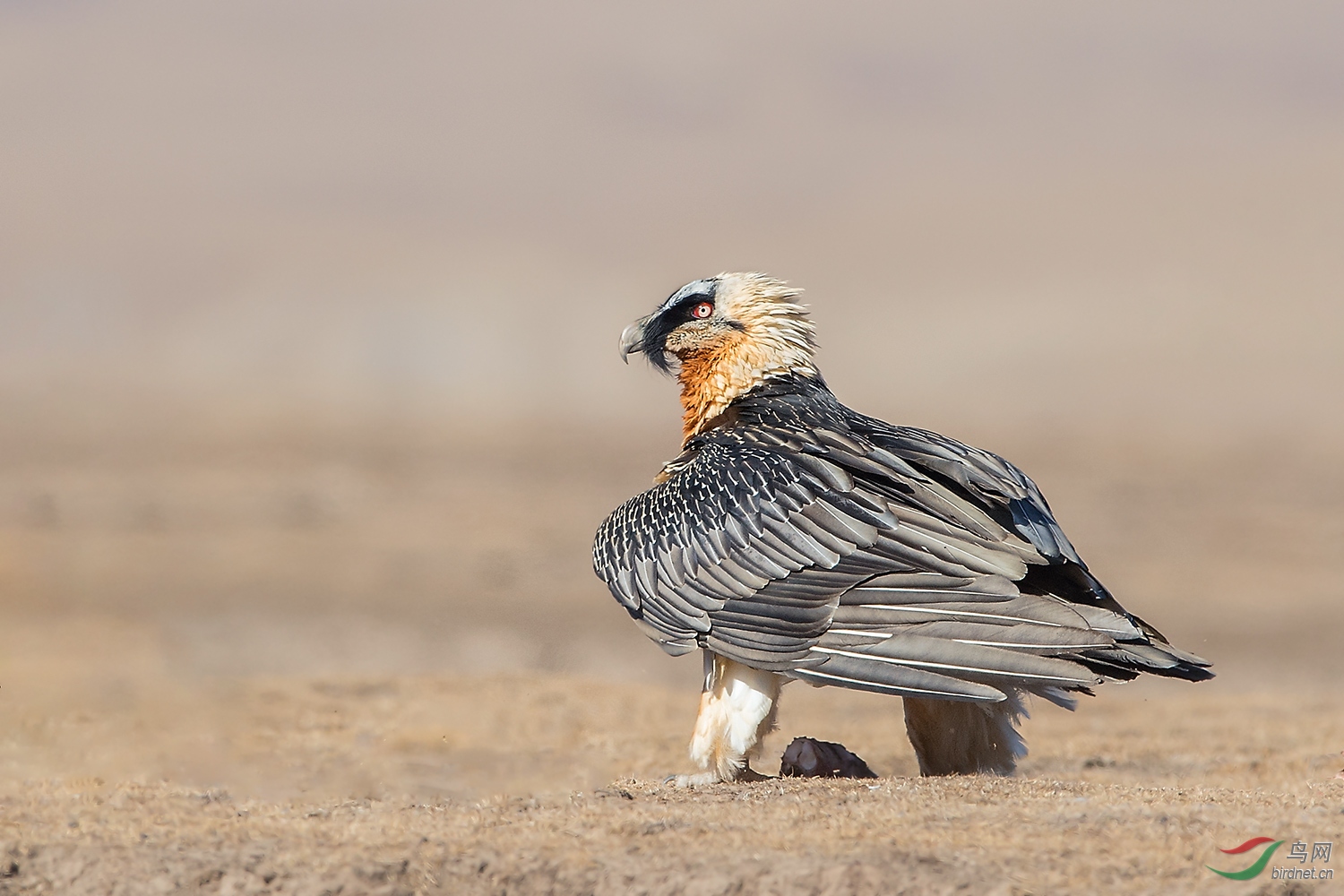[猛禽] (胡兀鹫)回眸---胡兀鹫