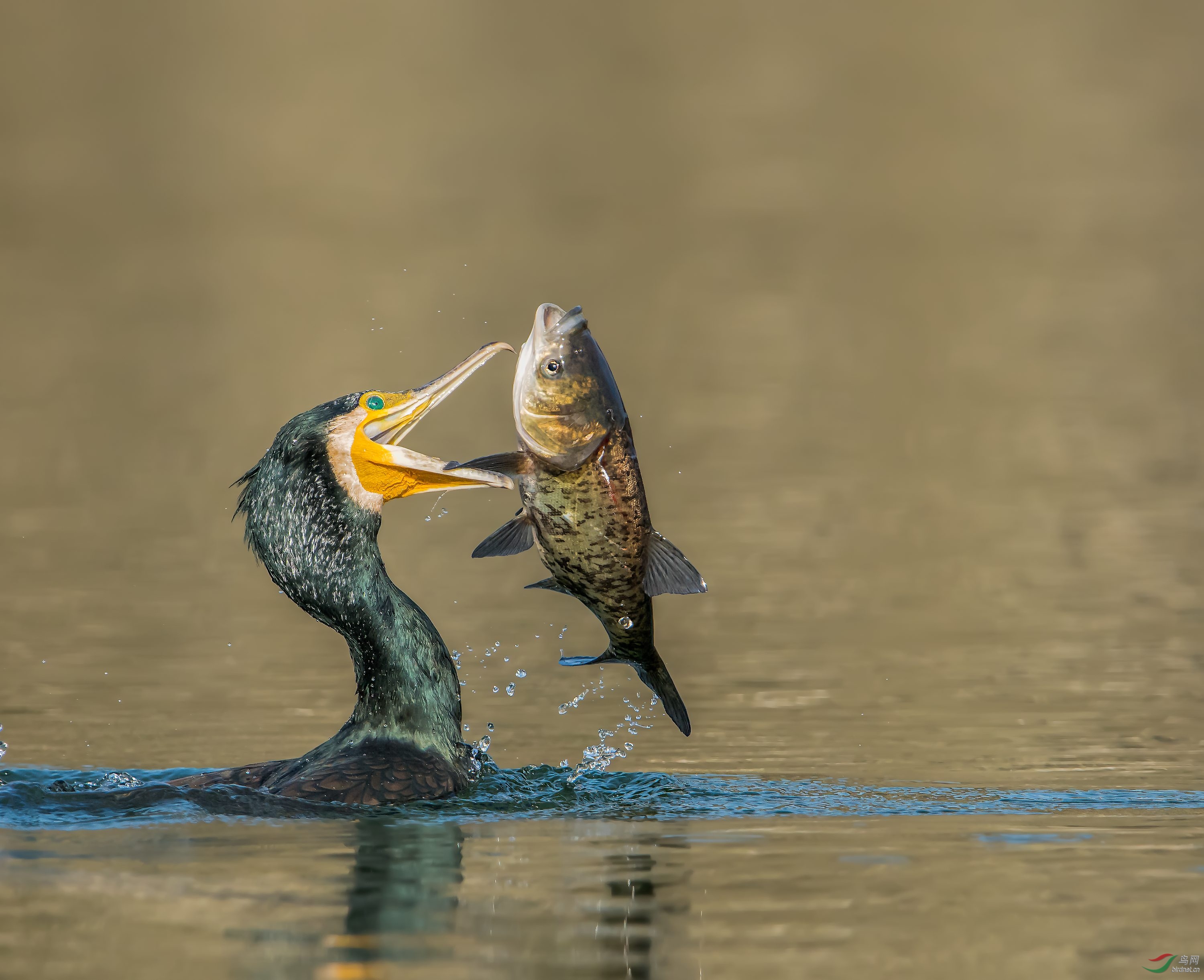 抓鱼的鸟鸬鹚图片