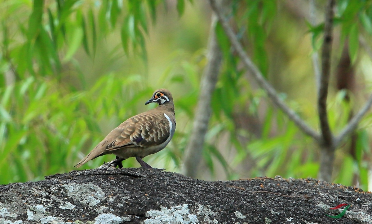 �����Squatter Pigeon.jpg