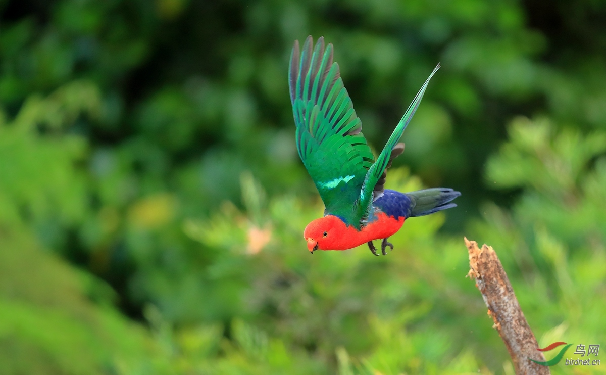 ����������Australian King-Parrot.jpg