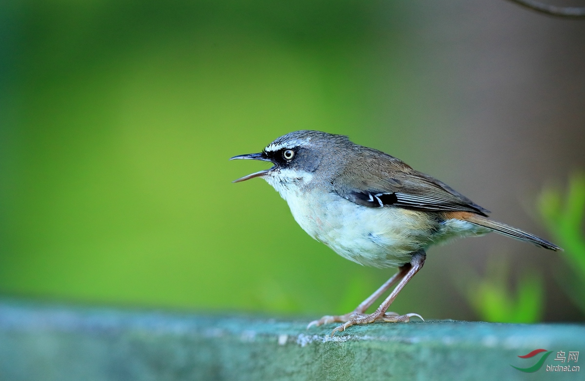 ��ü˿��ݺWhite-browed Scrubwren.jpg