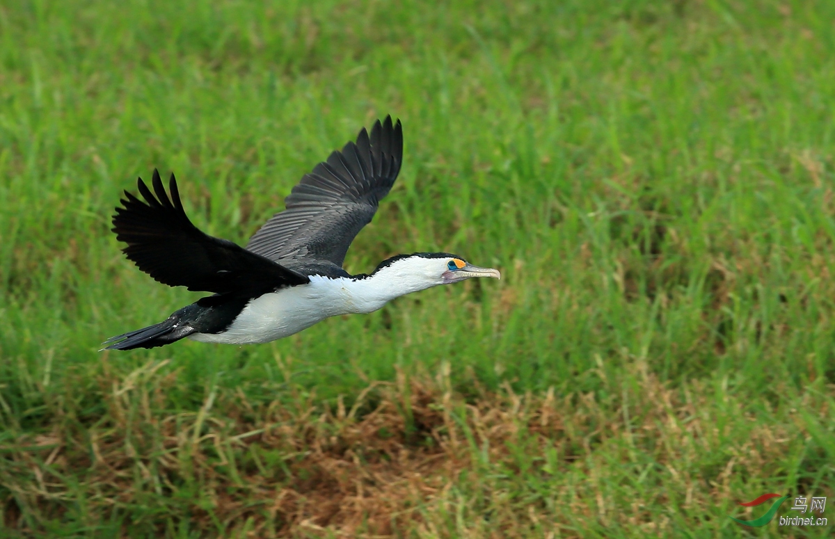 �����Pied Cormorant.jpg