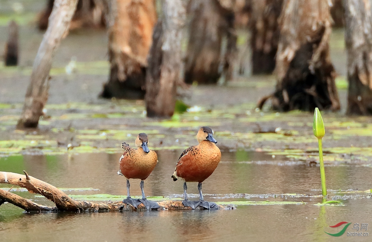 斑胸树鸭wandering whistling-duck.jpg
