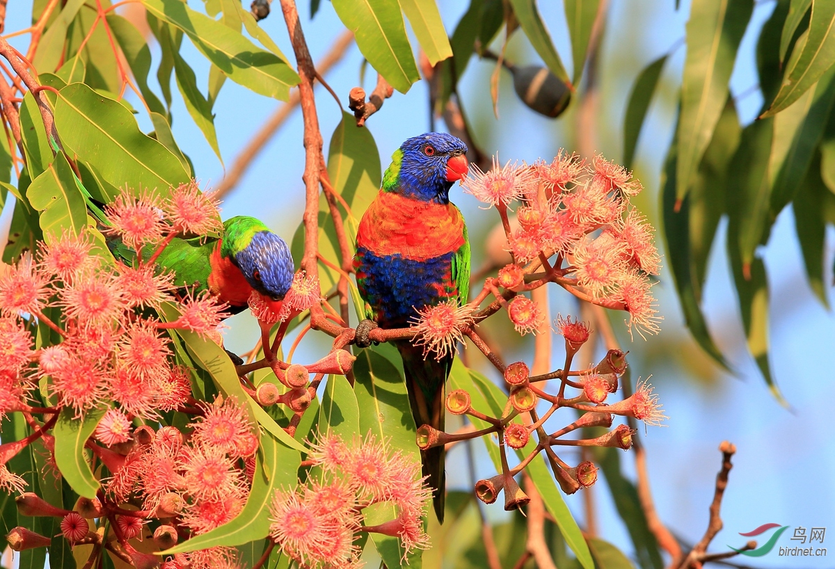 �ʺ�����Rainbow Lorikeet.jpg