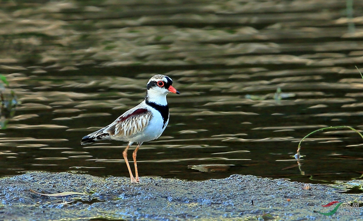 �ڶ��aBlack-fronted Dottere.jpg