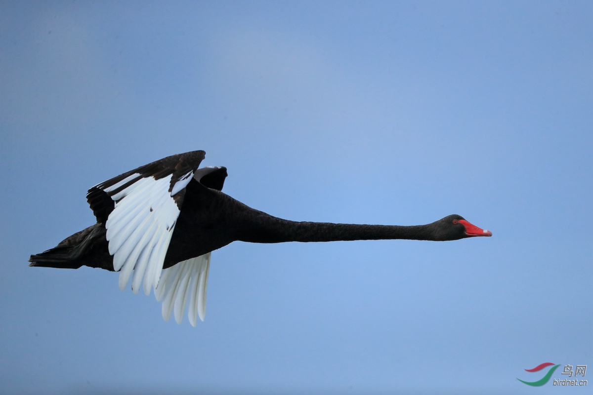 �����Black Swan.jpg
