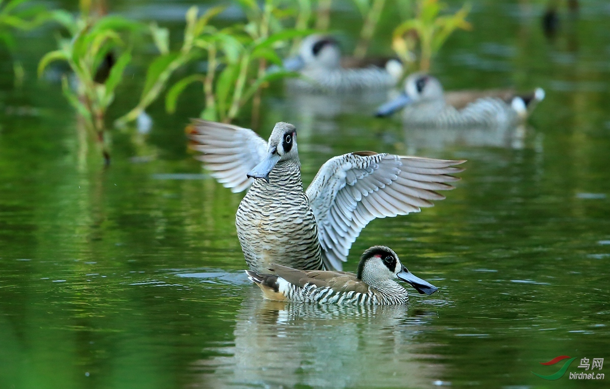 ���ѼPink-eared Duck.jpg