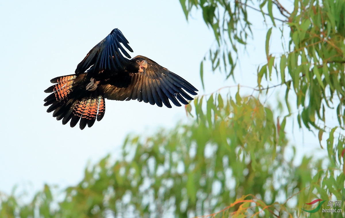 ��β��ͷ����Red-tailed Black-Cockat.jpg