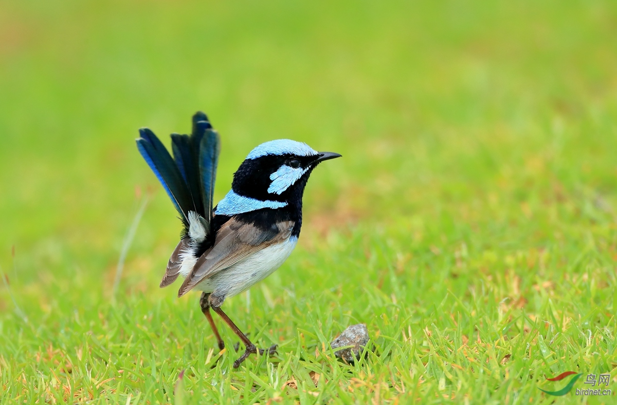 ����ϸβ��ݺSuperb Fairywren.jpg