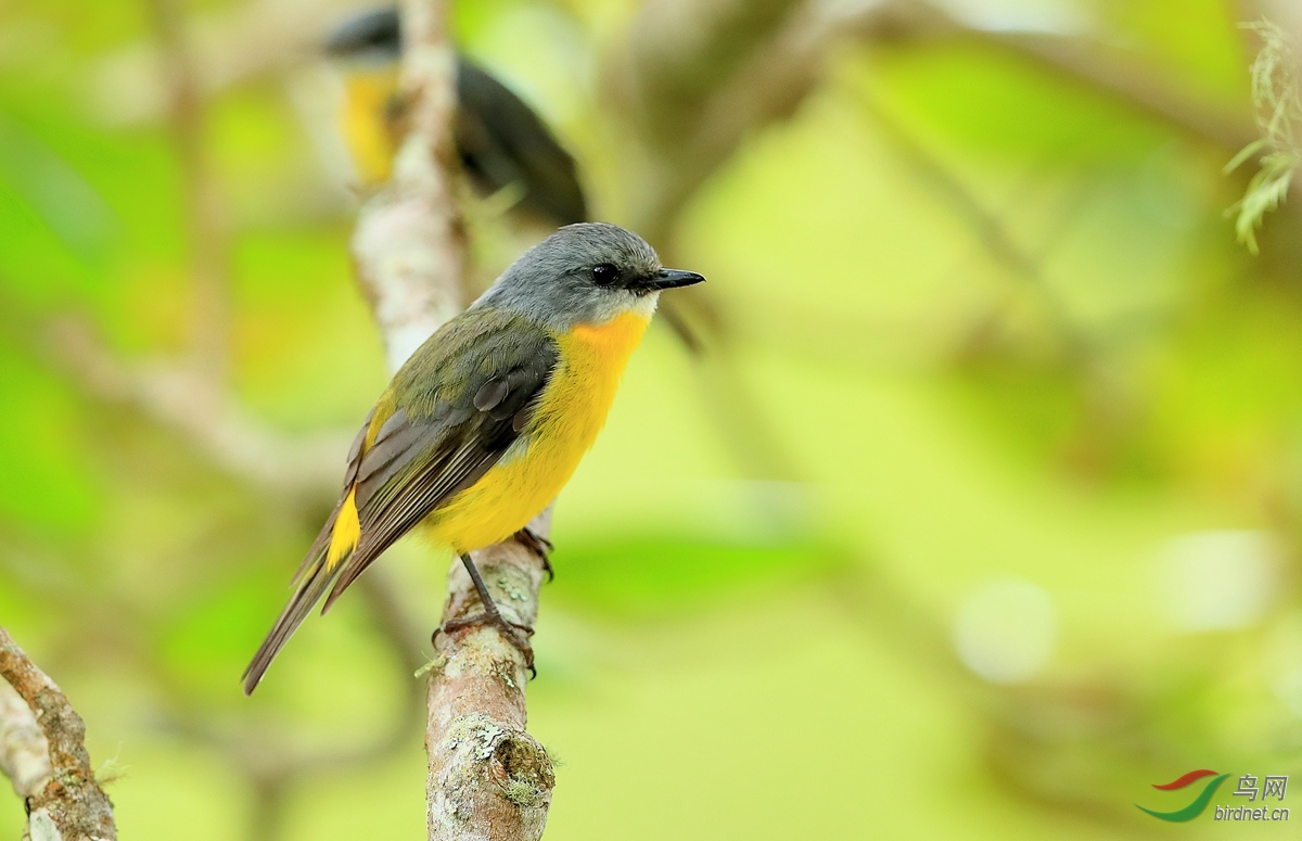 ����lEastern Yellow Robin.jpg