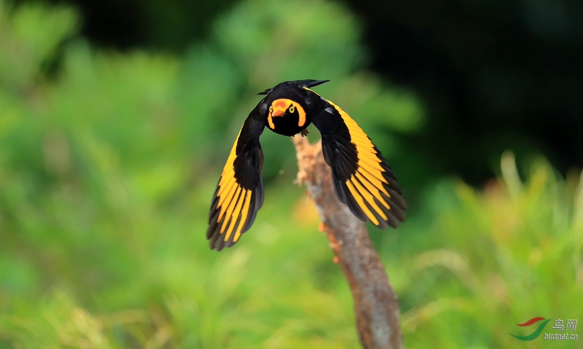 ��ͷ��ͤ��Regent Bowerbird.jpg