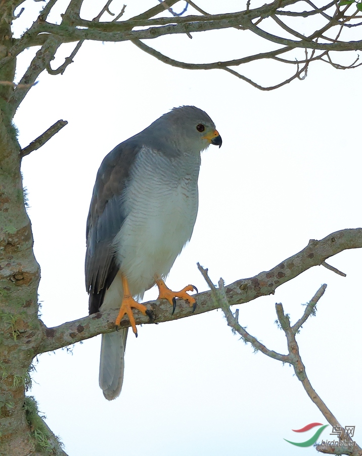 ��ӥGrey Goshawk.jpg