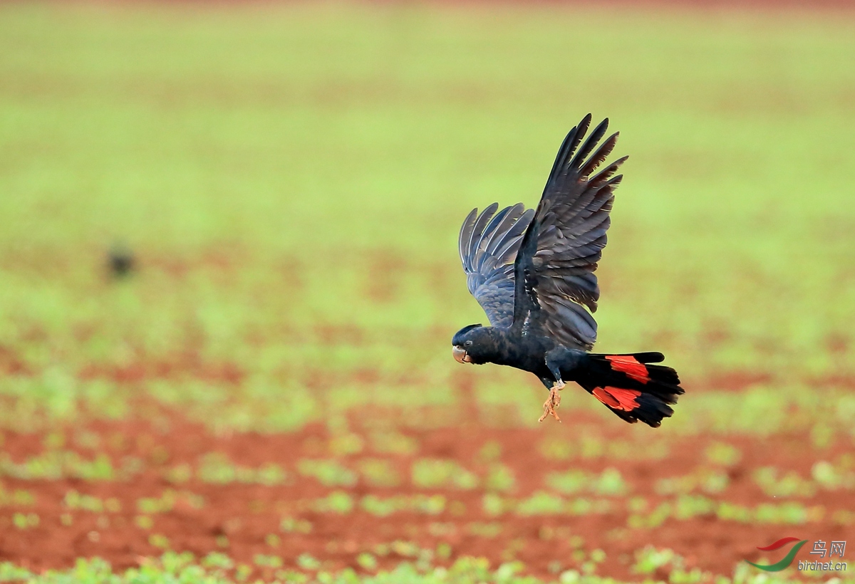 �Է�ͷ����Glossy Black-Cockatoo.jpg