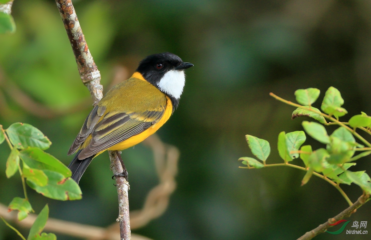 ��Х�lGolden Whistler.jpg