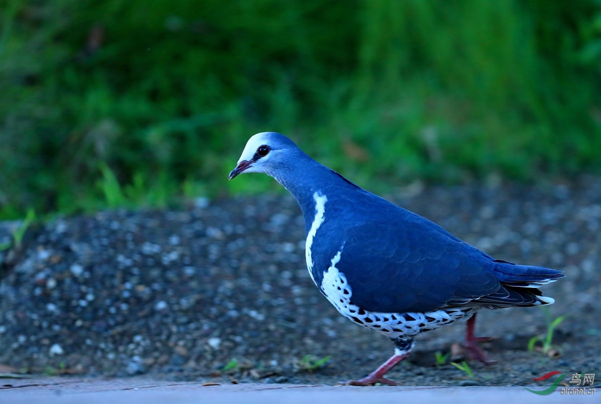 �޵��Wompoo Fruit-Dove.jpg