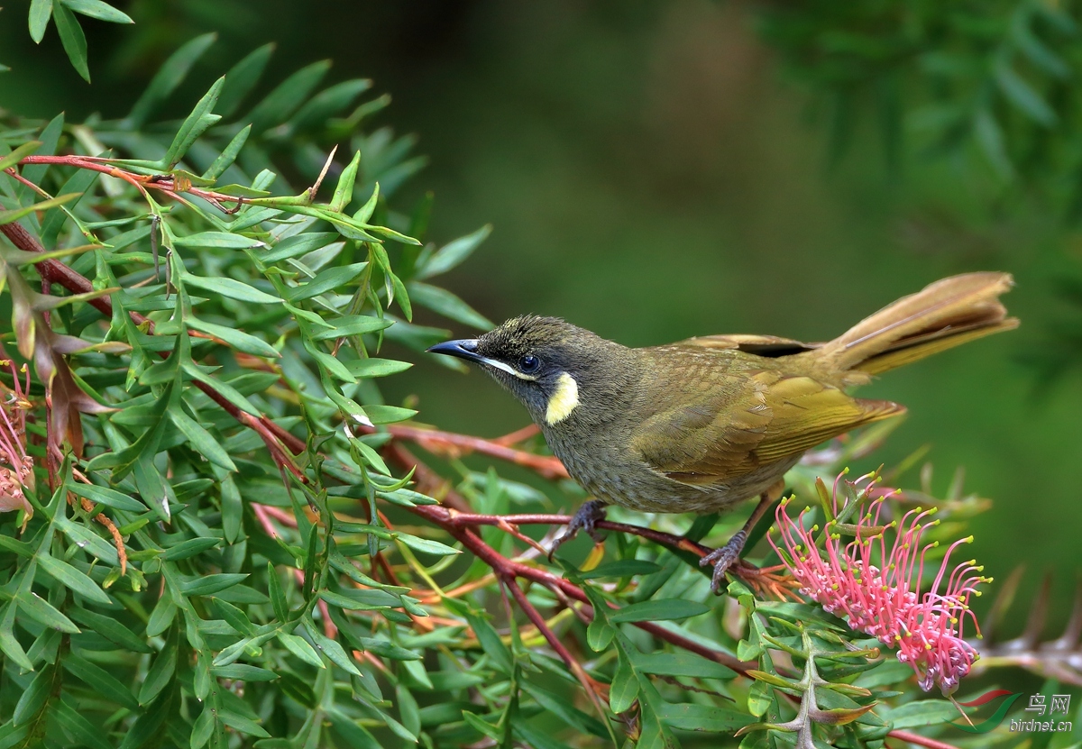 ����������Lewin\\'s Honeyeater.jpg