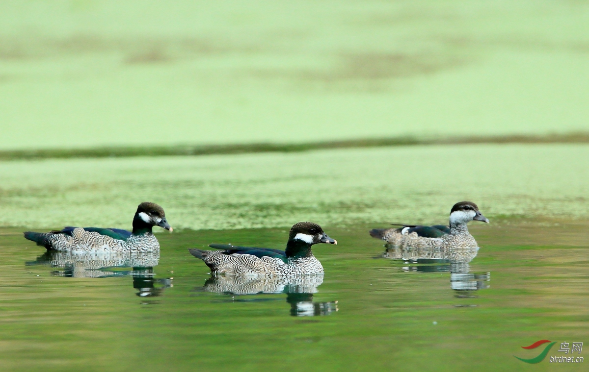 ������Green Pygmy-Goose.jpg