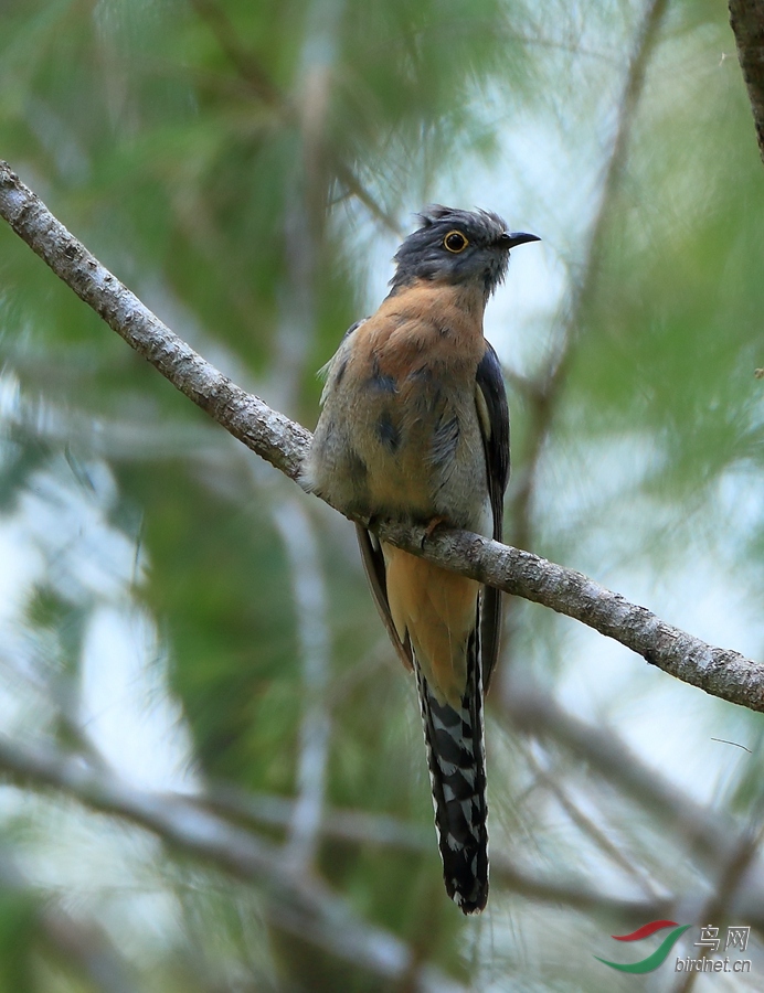 ��β�ž�Fan-tailed Cuckoo.jpg