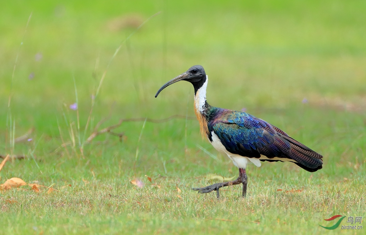 �򾱰��qStraw-necked Ibis.jpg