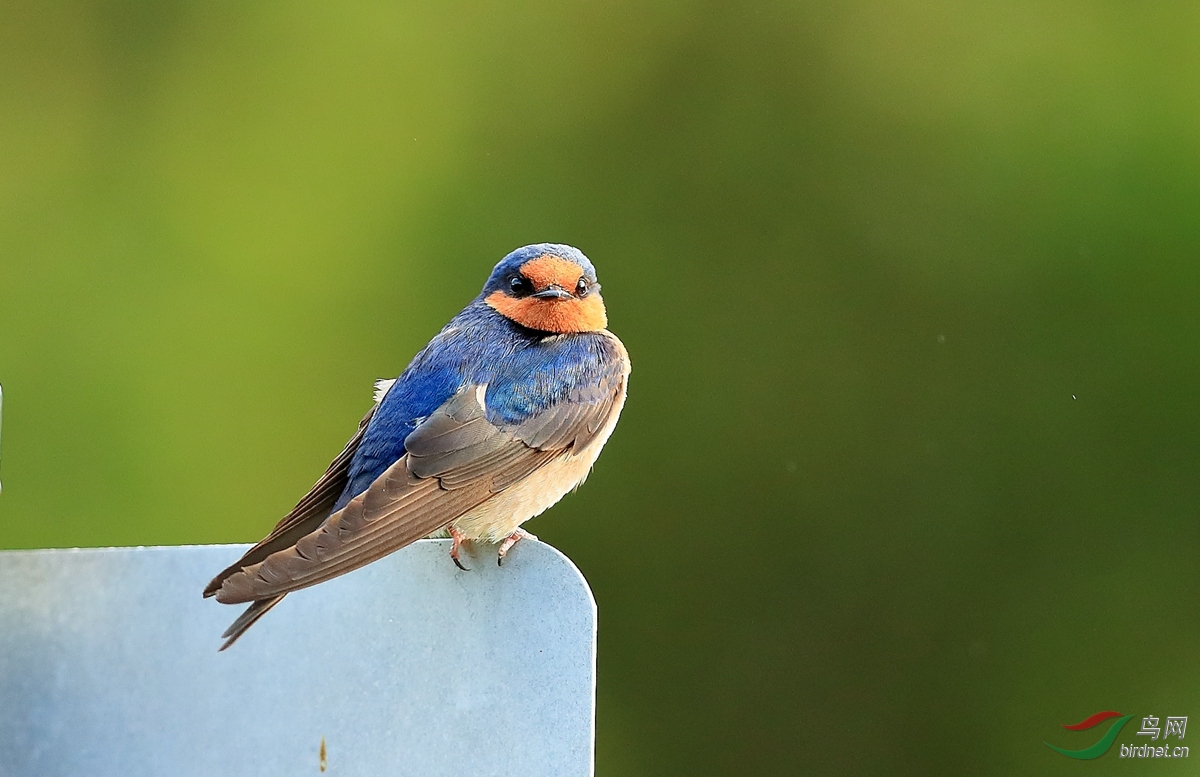 迎燕welcome swallow.jpg