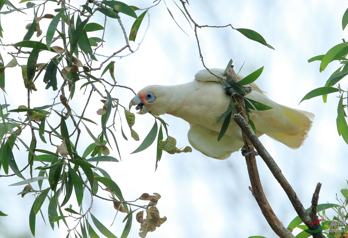 长嘴凤头鹦鹉long-billed corella.jpg