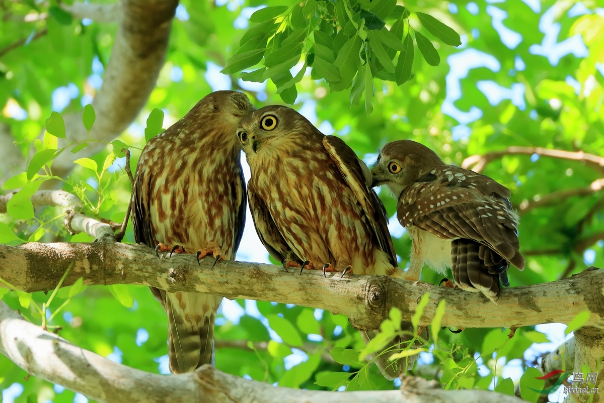 ��ӥ�^Barking Owl.jpg