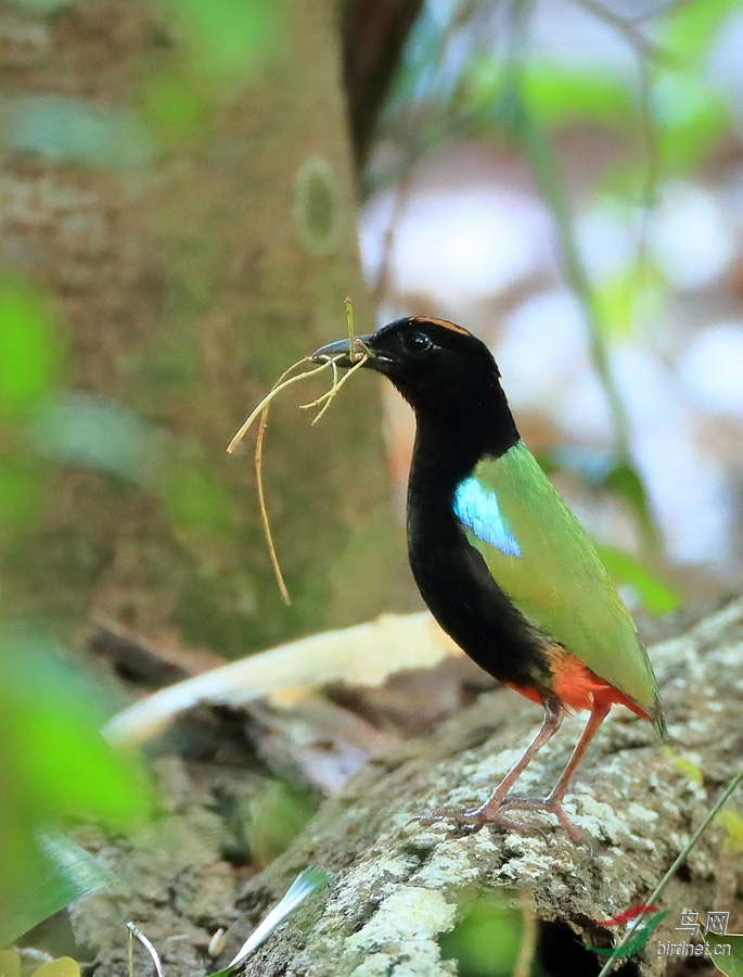 �ʺ��ɫ�Rainbow Pitta.jpg