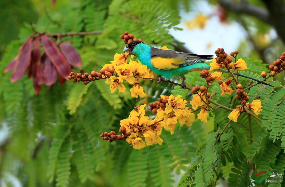 �ڹ�����Hooded Parrot.jpg