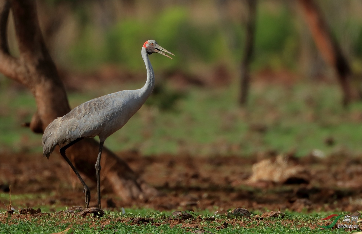 ���޺�Brolga.jpg