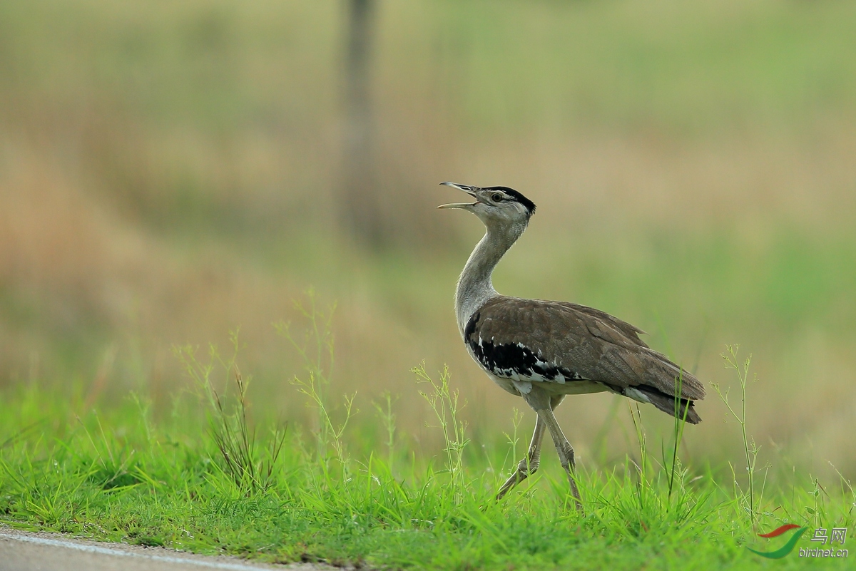 �����Australian Bustard.jpg