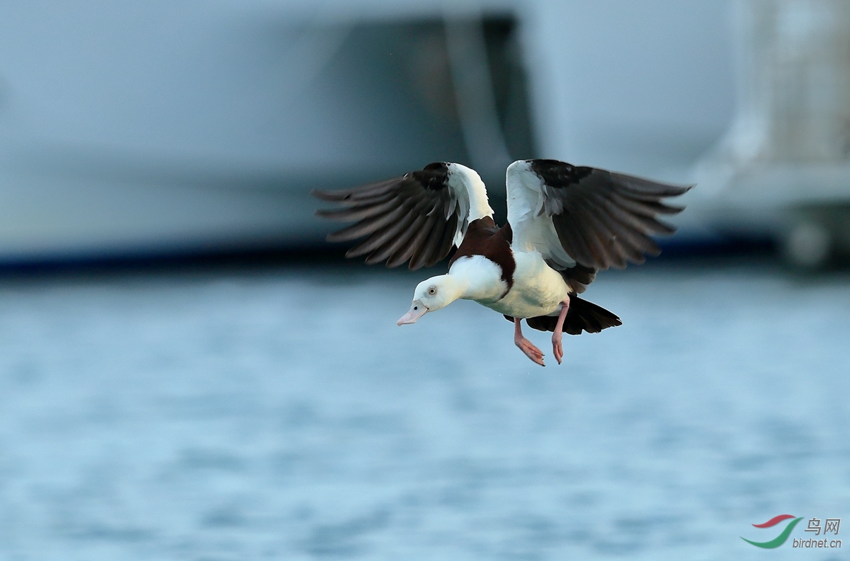 �׸���ѼRadjah Shelduck.jpg