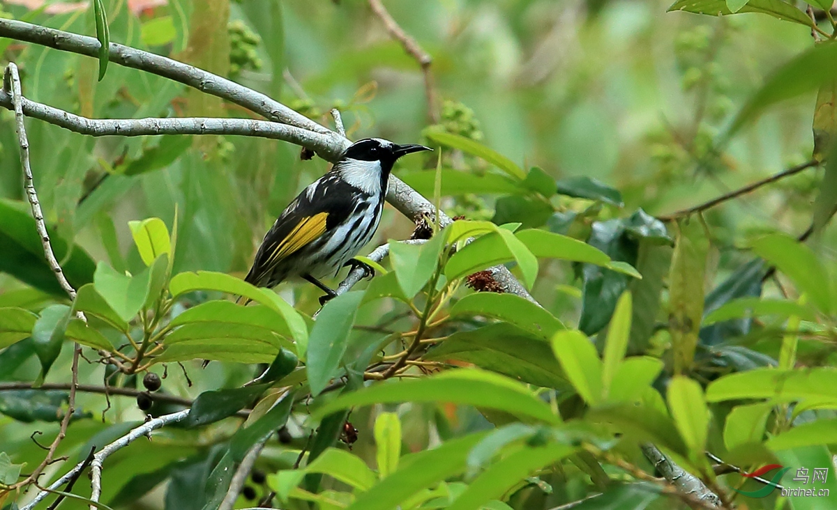 �׼հ�����White-cheeked Honeyeater.jpg