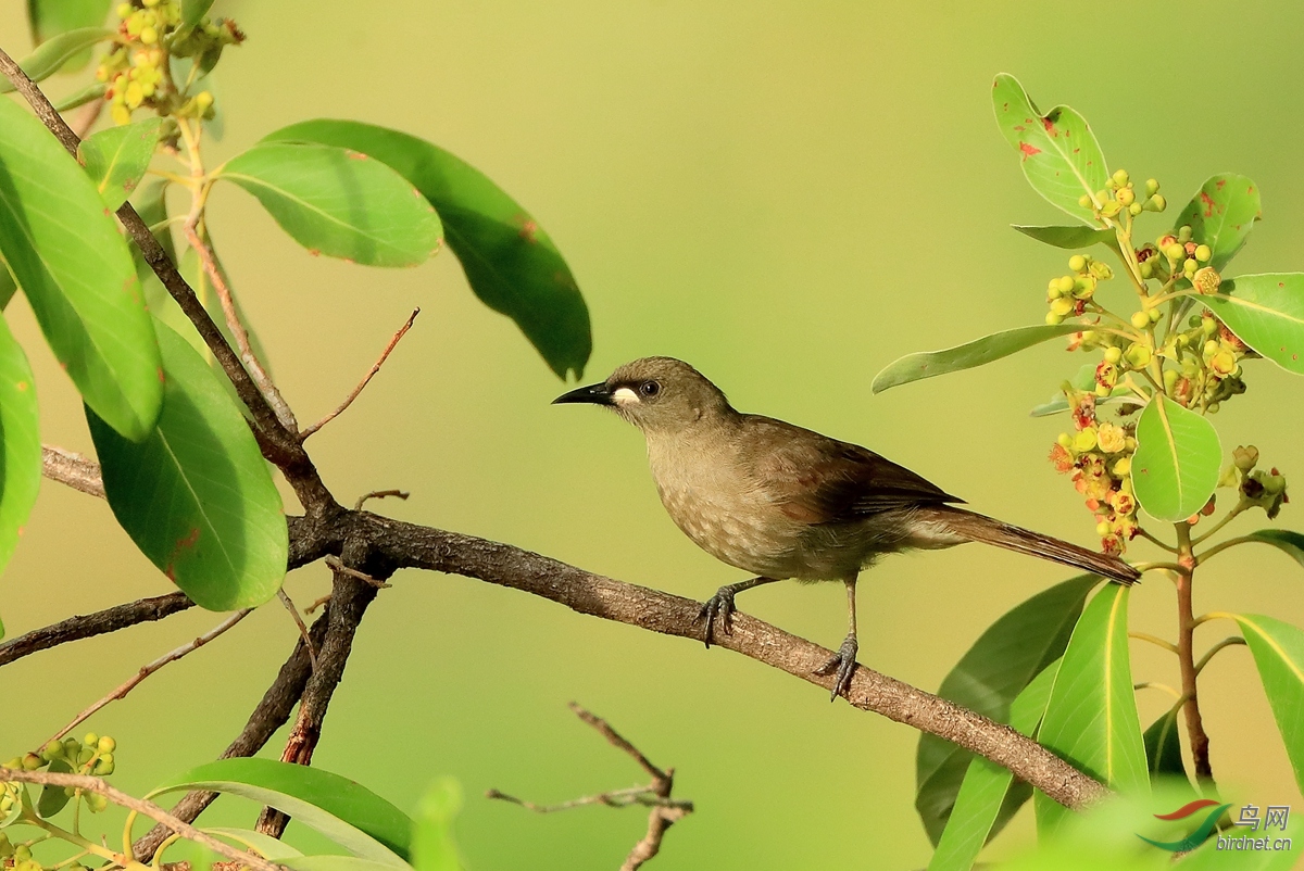 �׼���������White-gaped Honeyeater.jpg