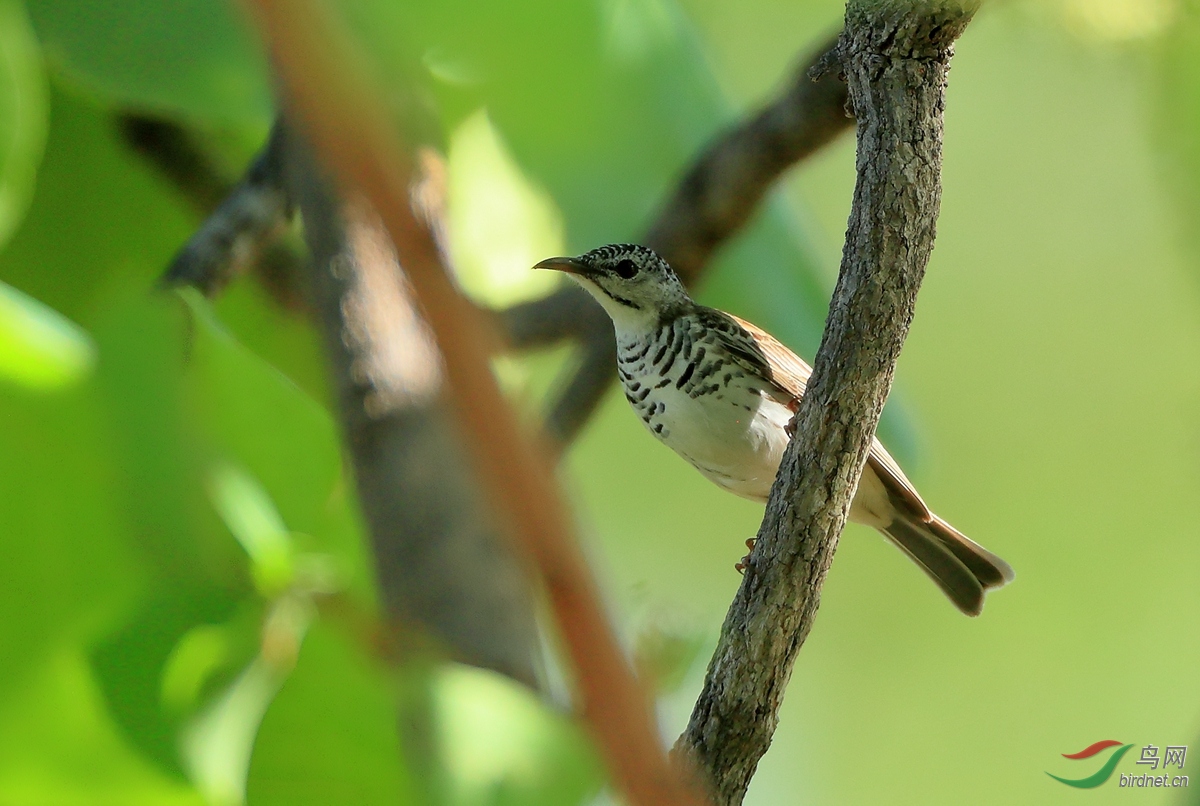 ���ؽ�����Bar-breasted Honeyeater.jpg